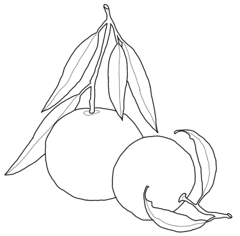 Tangerine From Oranges Coloring Page